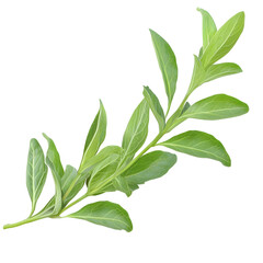 Vibrant green sprig of fresh herbs such as basil thyme or rosemary with soft natural highlights and slightly curled leaves elegantly positioned on a transparent background