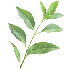 Naklejka premium Bright green herb sprig with a natural crisp appearance fresh leafy texture and soft glowing highlights isolated on a transparent background Versatile botanical image suitable for culinary lifestyle