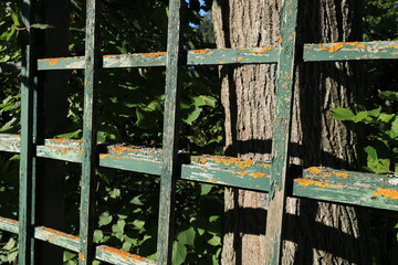 Sloping wooden lattice with peeling paint and moss illuminated by the sun in close-up