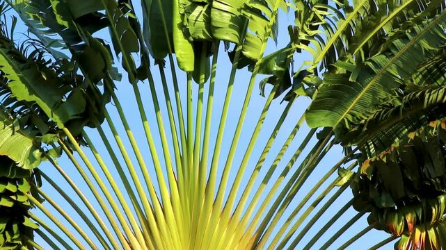 Tropical tree of travelers Ravenala palm in Khao Lak Thailand.