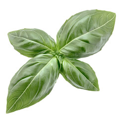 Obraz premium Close up of a single fresh basil leaf with smooth slightly curled edges rich organic texture and soft reflections elegantly positioned on a transparent background