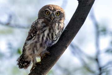 Pearl Owl