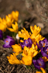 krokusy żółte i fioletowe w promieniach słońca jako wiosenne tło, Crocus sieberi  © meegi