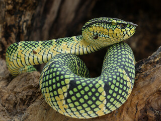 A close-up shot of a Wagler's pit viper, showcasing its vibrant green and yellow scales, with a distinct triangular head and slit-like pupils. 10 march 2025 Indonesia