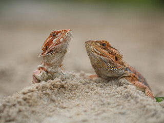 Two bearded dragons, one with a vibrant orange hue, perch on a sandy mound. They gaze at each other, their bodies in profile, showcasing their unique scales and features. 10 march 2025 Indonesia