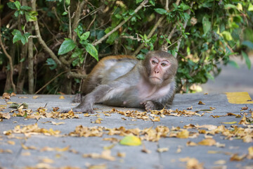 Wild Rhesus macaque lying on a ground in tropical forest park