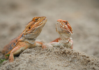 Two bearded dragons, one with a vibrant orange hue, perch on a sandy mound. They gaze at each other, their bodies in profile, showcasing their unique scales and features. 10 march 2025 Indonesia