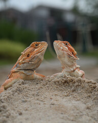 Two bearded dragons, one with a vibrant orange hue, perch on a sandy mound. They gaze at each other, their bodies in profile, showcasing their unique scales and features. 10 march 2025 Indonesia
