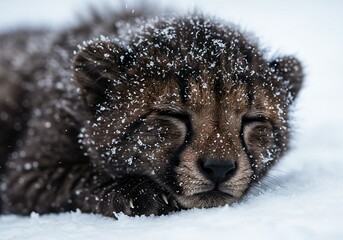 Obraz premium Frosty Black Cheetah Cub Resting in Snow