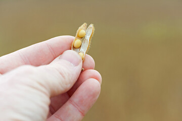 Glycine max. soy in hand. elite soybeans in the farmer's hand, holding his fingers. full pods of...