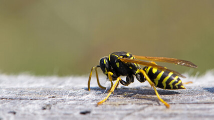 Vespula germanica, European wasp, German wasp. while scratching a wooden surface with its jaws, from which cellulose will be obtained, to build the nest. Isolated specimen, macro insect