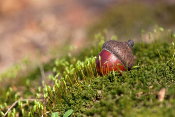 the acorn lies on the green moss of the autumn forest. juicy green moss and acorn, spring in the forest, bright natural background. acorn in an oak park, close-up, place for text