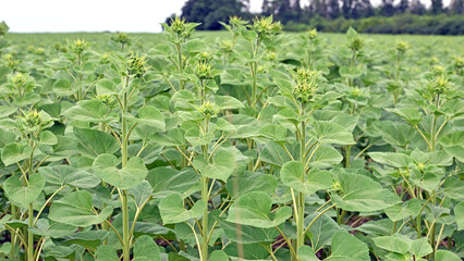 young sunflower in a natural background, petals close-up. unopened sunflower flower, spring season. on an agricultural field. green plant. farmland. young, sown field, agriculture