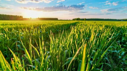 Golden Hour in a Lush Green Field Embraced by a Beautiful Summer Sunset