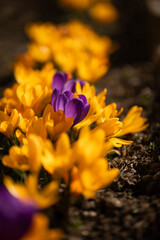krokusy żółte i fioletowe w promieniach słońca jako wiosenne tło, Crocus sieberi  © meegi