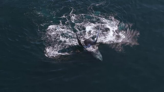 Two humpback whales playing in ocean, one is flapping fins on back and other one swims around, aerial static view