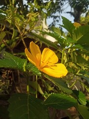 yellow butterfly on a flower,Yellow Alder Bloom
 * Turnera ulmifolia Flower