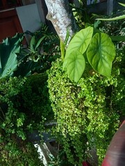 green plant in a garden