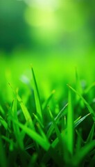 Fototapeta premium Lush, dew-kissed blades of emerald green grass , flora, rural, texture