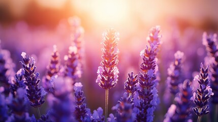 Obraz premium a field of purple lavender flowers bathed in the warm glow of the setting sun, creating a serene and fragrant scene