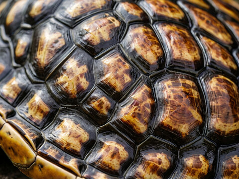Turtle shell . Close up of turtle shell pattern with textures