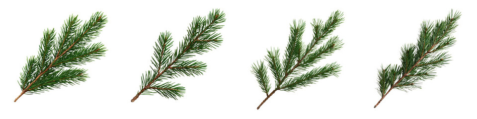 Close up photography of lush green pine fir or spruce tree branches with dense needles against a natural winter background  Organic evergreen foliage in a serene botanical forest or woodland scene