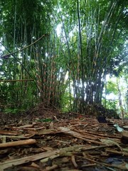 Bamboo Grove
 * Bamboo Forest
 * Through the Bamboo
 * East Java Bamboo