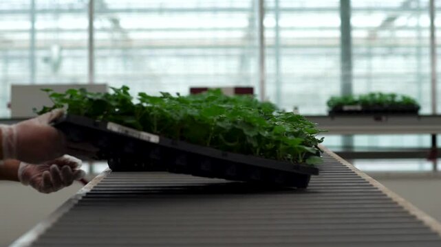 Inside a greenhouse, a tray of green seedlings travel down a conveyor belt. A worker's hands reach out and take a tray off of the belt.