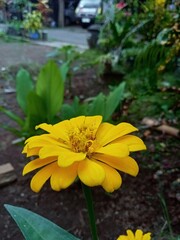 Yellow Zinnia 
 * Zinnia Flower