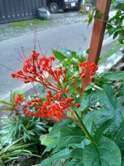 Clerodendrum paniculatum 
 * Red Pagoda Flower
 * Flowering Clerodendrum