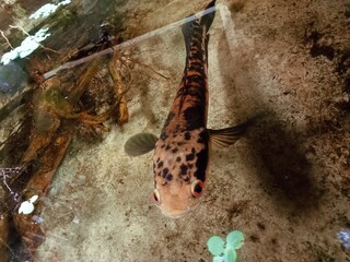 Close-Up of a Fish in an Aquarium