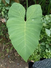Alocasia Leaf Close-Up
 * Heart-Shaped Taro Leaf
 * Green Giant Leaf