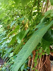 tropical rain forest,Veins of Green
 * Nature's Texture
 * Long Leaf Close-Up