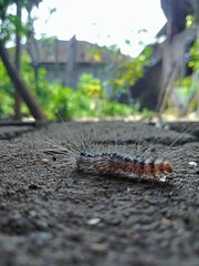 Caterpillar on Ground
 * Hairy Caterpillar Close-Up
 * Insect
