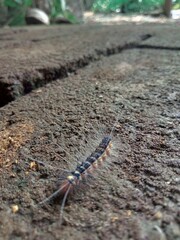Caterpillar on Ground
 * Hairy Caterpillar Close-Up
 * Insect