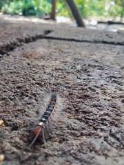 Caterpillar on Ground
 * Hairy Caterpillar Close-Up
 * Insect