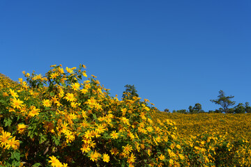 Tithonia diversifolia or Mexican sunflower or Japanese sunflower with blue sky background. Thai name is " Bua Tong "