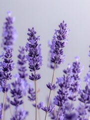 Obraz premium Close up lavender blossoms with a soft focus on surrounding lavender flowers