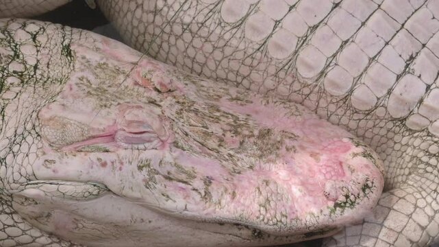 Albino Alligator Eyes