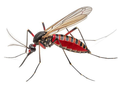 mosquito repellent, mosquito, mosquito killer, mosquito nets, therma cell, mozzie bites, mosquito control, mosquito spray for yard, best mosquito repellent, thermacell mosquito repellent, mosquito spr