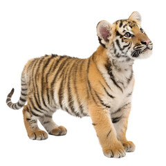 Obraz premium Tiger Cub. PNG.