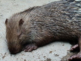 Hedgehog fur functions to protect the hedgehog's body from hot and cold weather, regulate body...