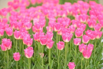 Spring blooming tulip field. Flowers tulips,  Spring floral background.