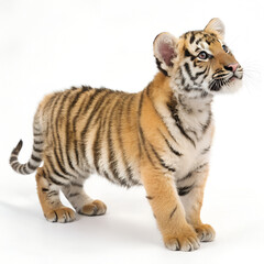 Fototapeta premium Tiger Cub. 