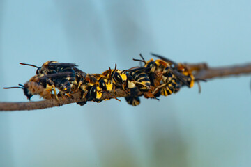 Obraz premium Swarm of Thai Epaulette-Nomia sweat bees (Pseudapis siamensis) sleeping on dried stem in the morning, with natural bokeh background 