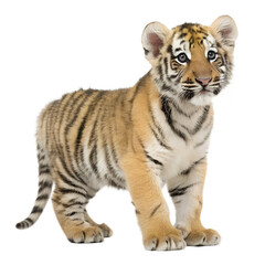 Obraz premium Tiger Cub. PNG.