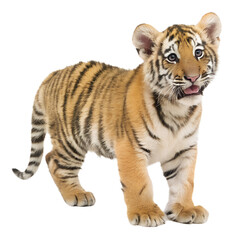 Obraz premium Tiger Cub. PNG.