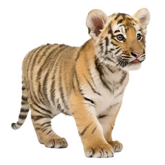 Obraz premium Tiger Cub. PNG.
