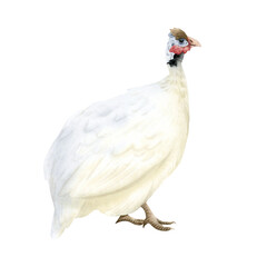 White guinea fowl watercolor isolated illustration. Farm poultry yard bird. Funny and cute African domestic animal clipart for farming designs