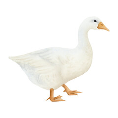 White goose watercolor isolated illustration. Poultry yard waterfowl bird in hand drawn realistic style. Cute farm clipart for kids clothing and Easter designs